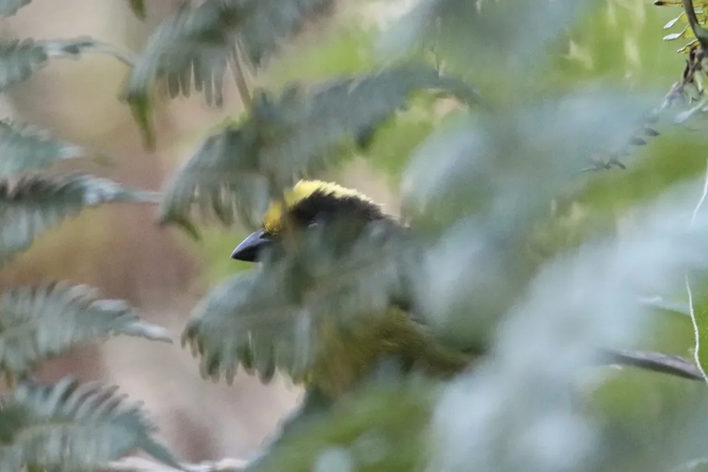 三色薮雀(Atlapetes tricolor)