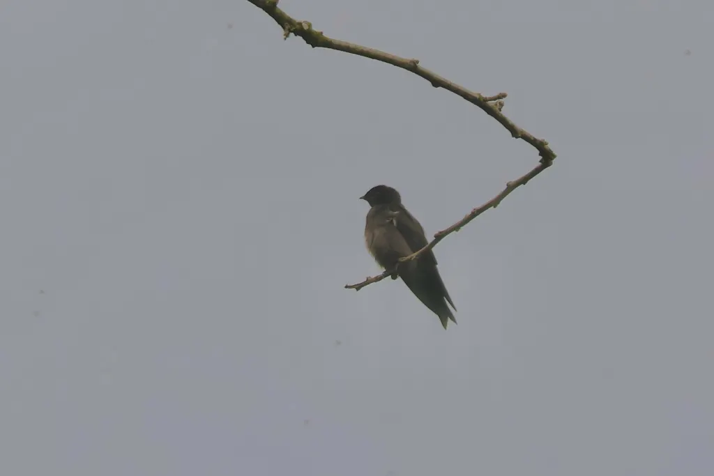 林燕(Atronanus fuliginosus)
