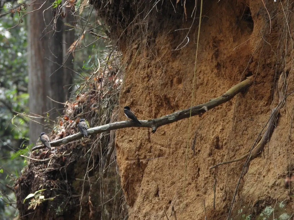 黑顶南美燕(Atticora pileata)