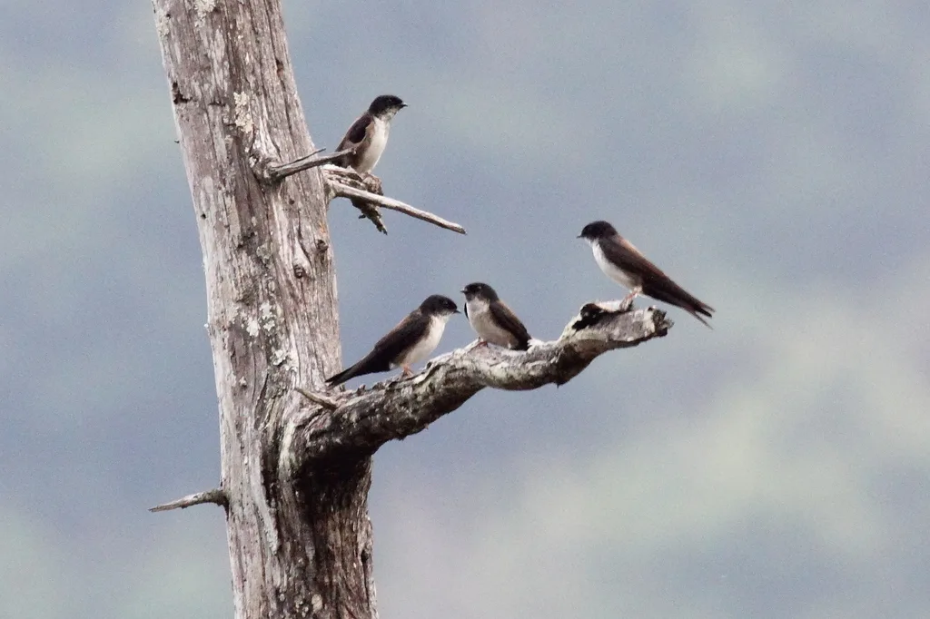 黑顶南美燕(Atticora pileata)