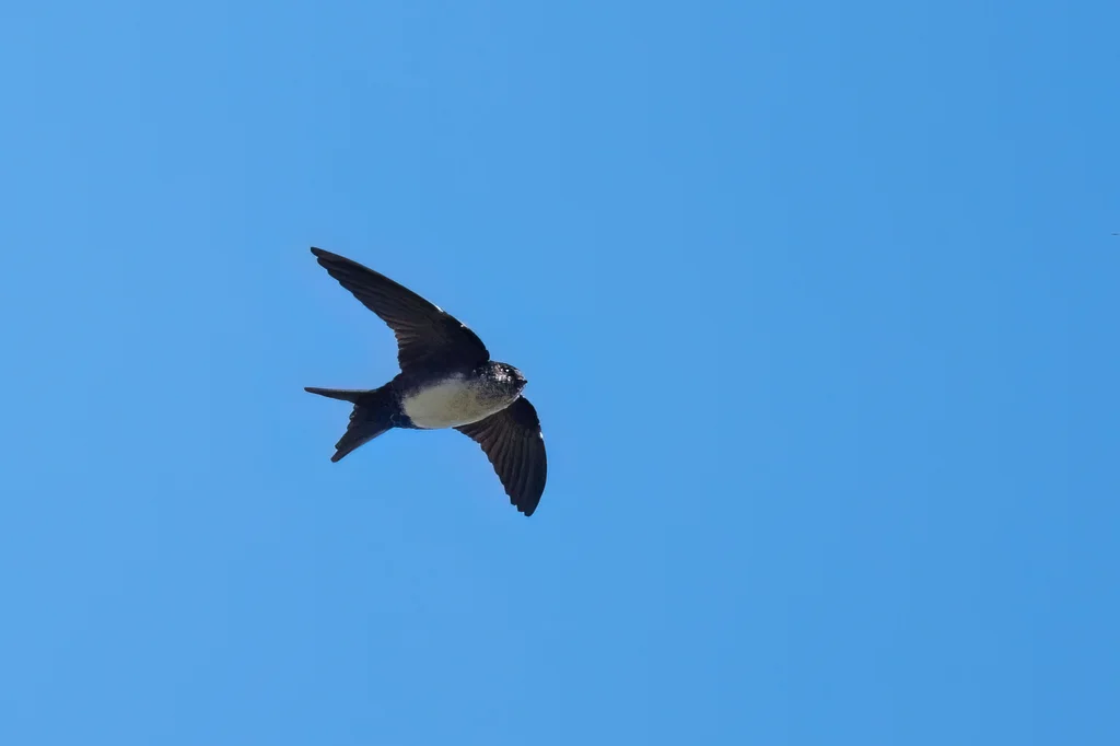 黑顶南美燕(Atticora pileata)