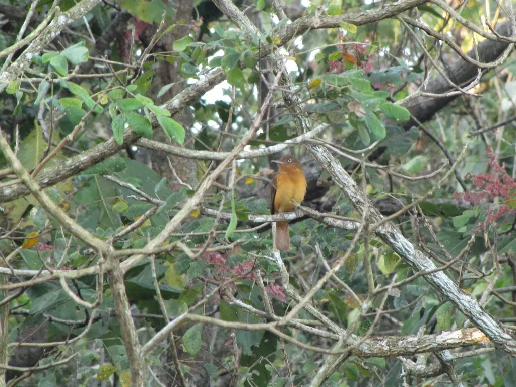 暗顶阿蒂霸鹟(Attila bolivianus)