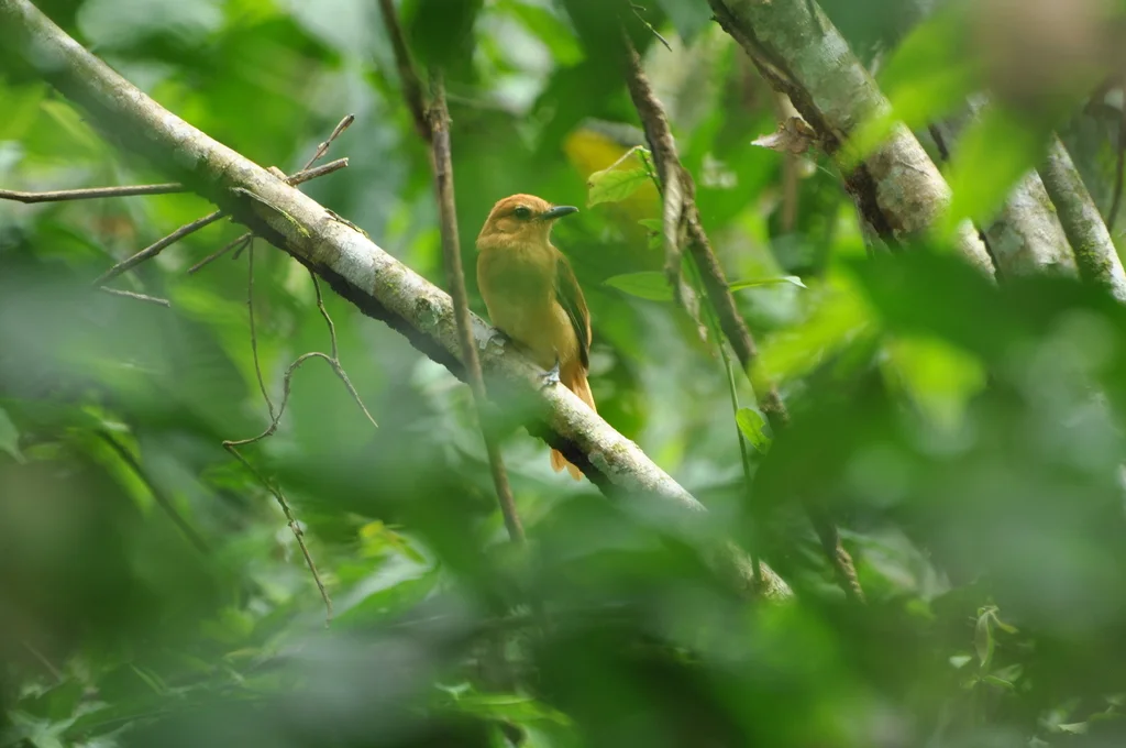 桂红阿蒂霸鹟(Attila cinnamomeus)
