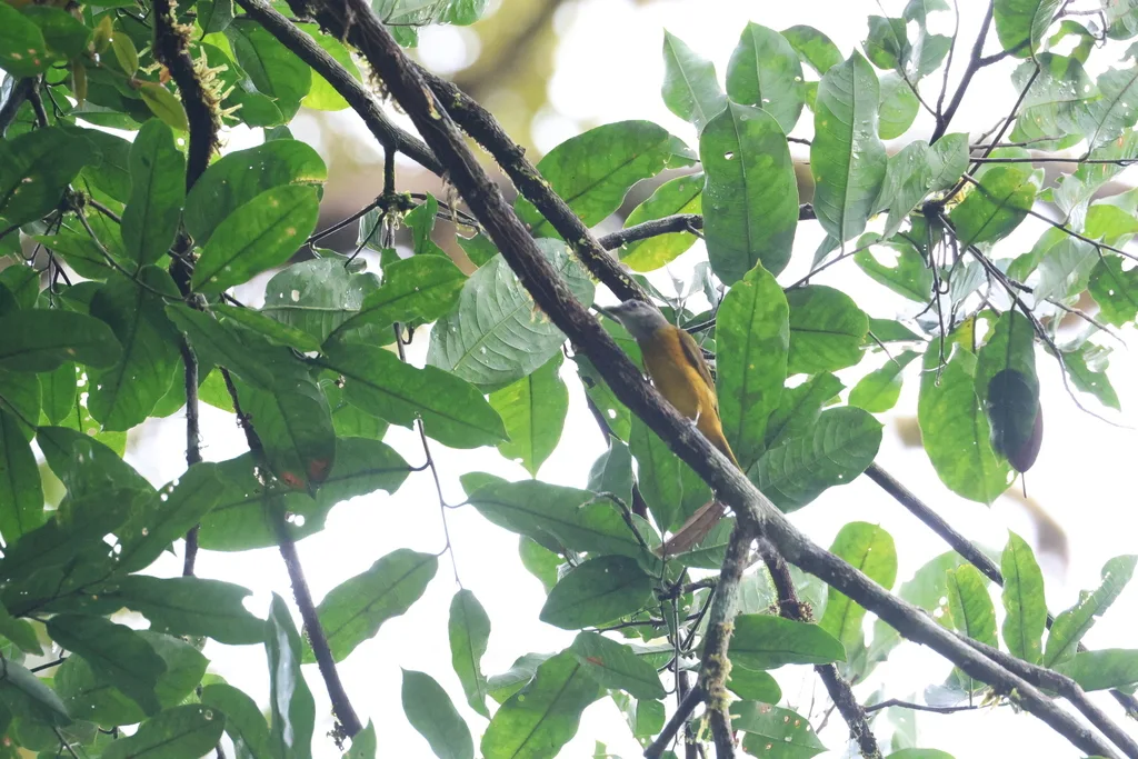 黄腹阿蒂霸鹟(Attila citriniventris)