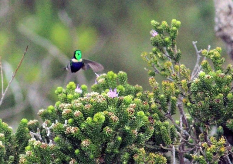 紫蓝妆脸蜂鸟(Augastes scutatus)