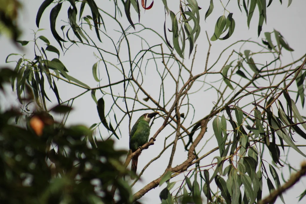 白喉巨嘴鸟(Aulacorhynchus albivitta)