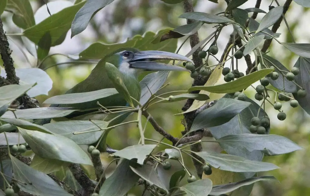 蓝斑巨嘴鸟(Aulacorhynchus coeruleicinctis)