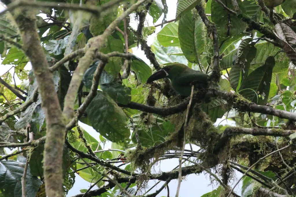 绯腰巨嘴鸟(Aulacorhynchus haematopygus)
