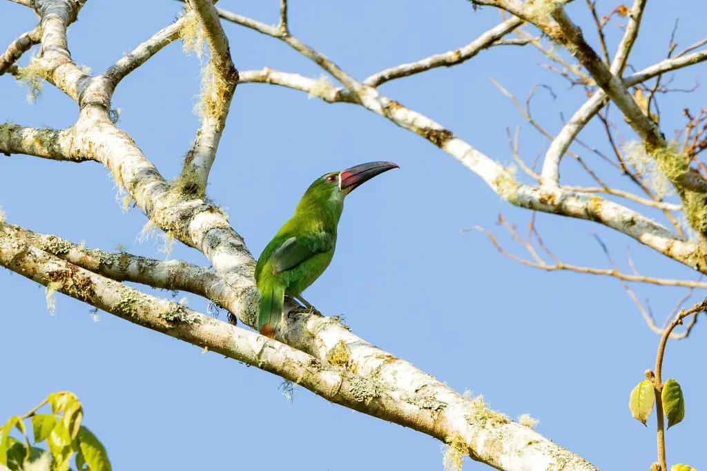 怀氏巨嘴鸟(Aulacorhynchus whitelianus)