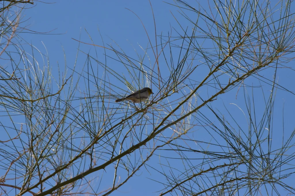 黄头金雀(Auriparus flaviceps)