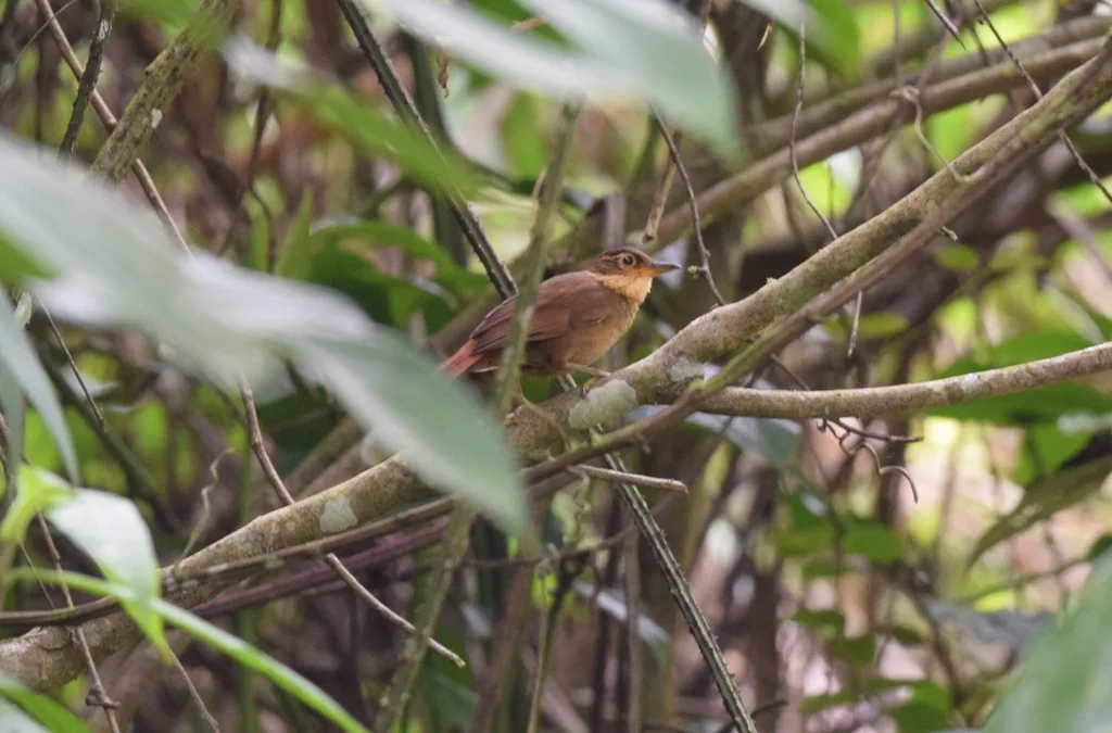 北黄喉拾叶雀(Automolus cervinigularis)