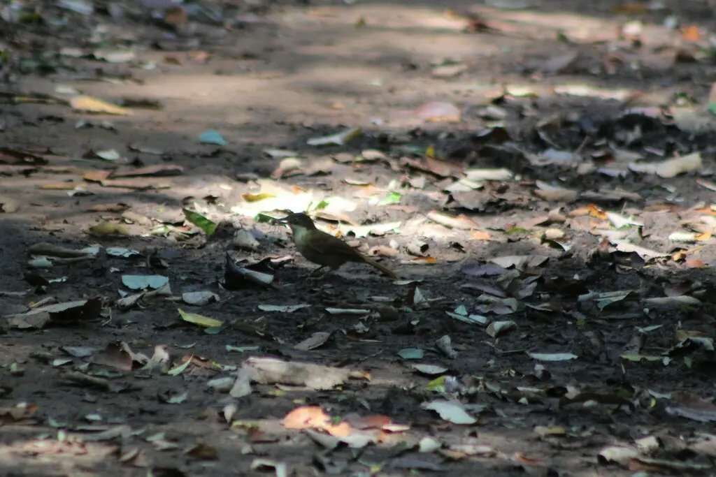 白眼拾叶雀(Automolus leucophthalmus)
