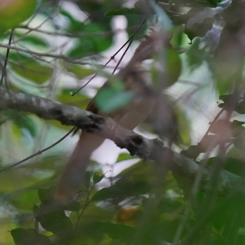 白眼拾叶雀(Automolus leucophthalmus)