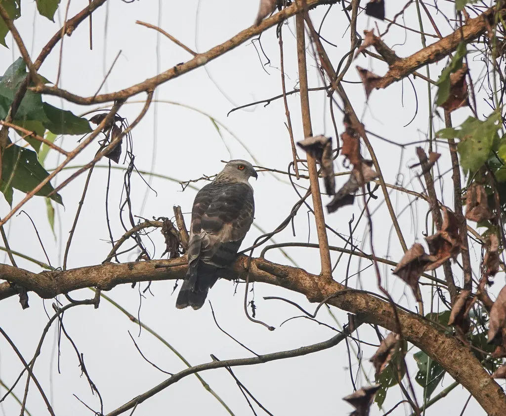 褐冠鹃隼(Aviceda jerdoni)
