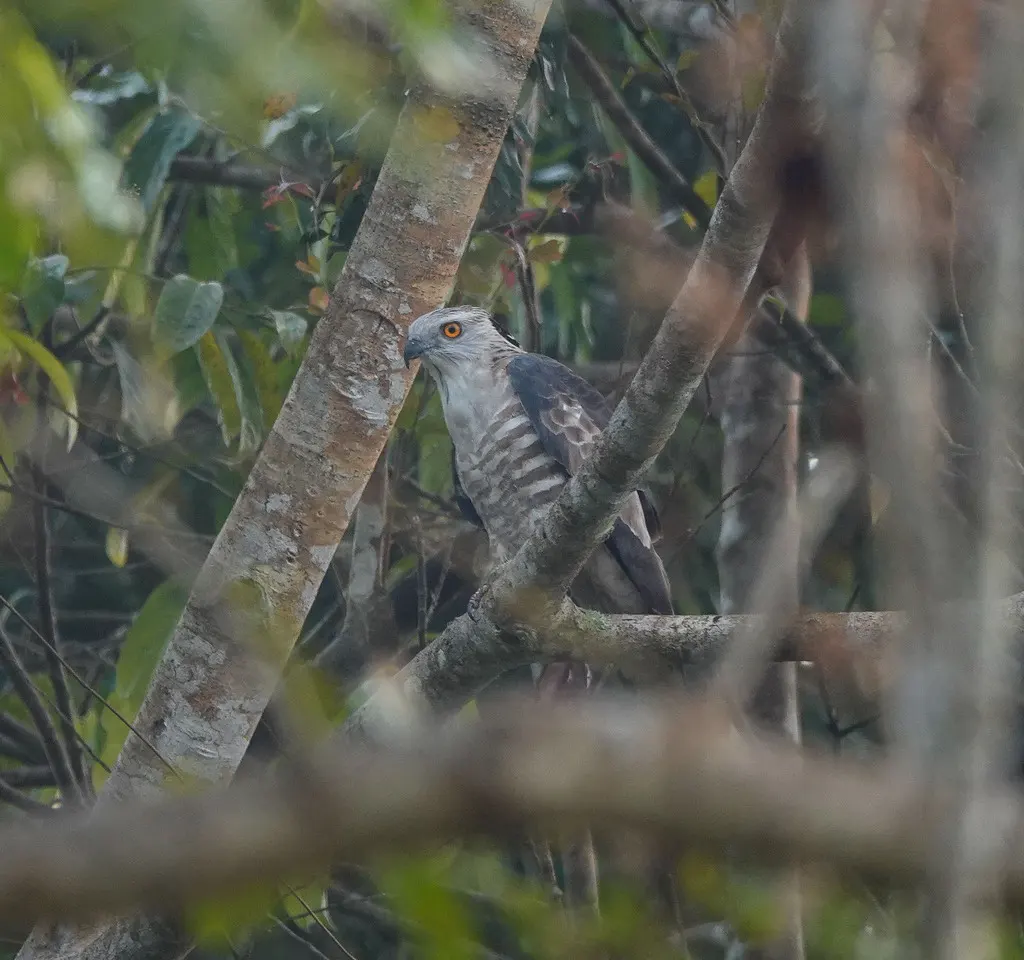 褐冠鹃隼(Aviceda jerdoni)