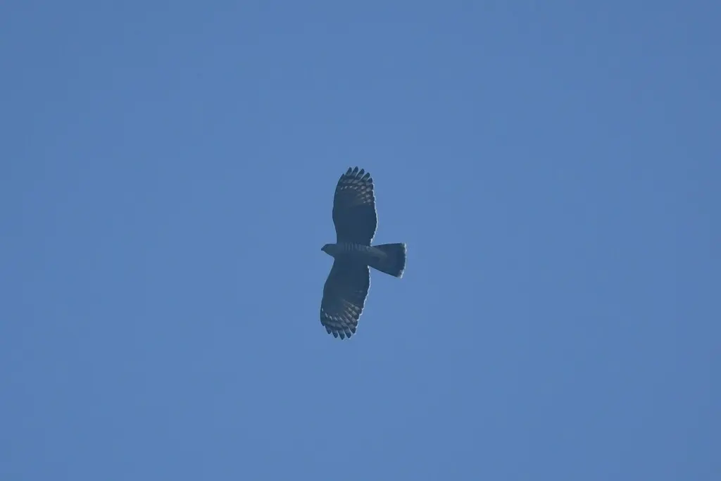 褐冠鹃隼(Aviceda jerdoni)