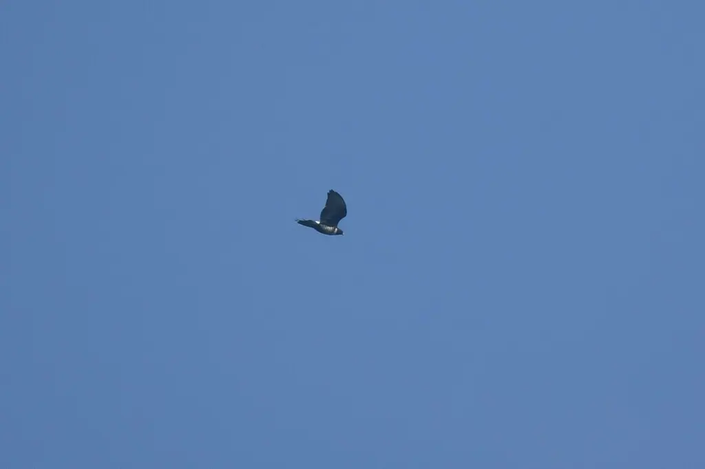 黑冠鹃隼(Aviceda leuphotes)