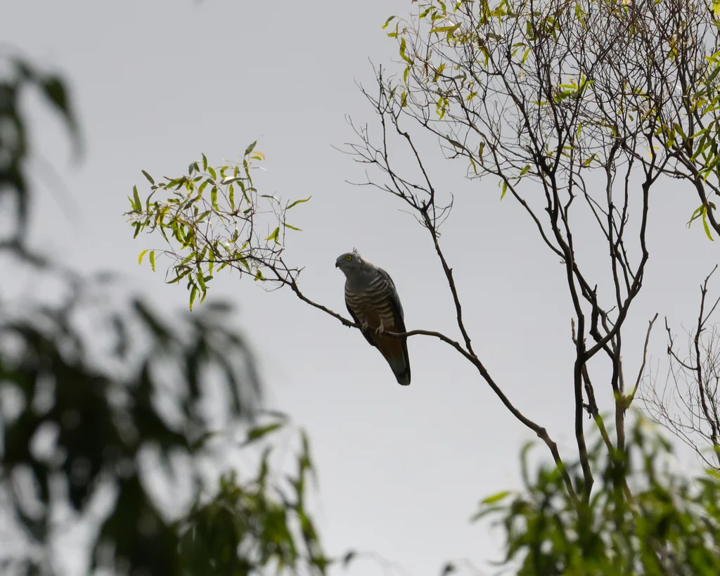 凤头鹃隼(Aviceda subcristata)