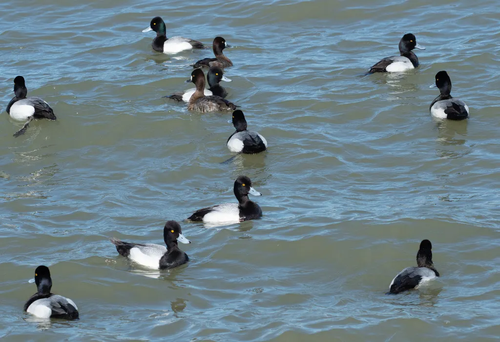小潜鸭(Aythya affinis)