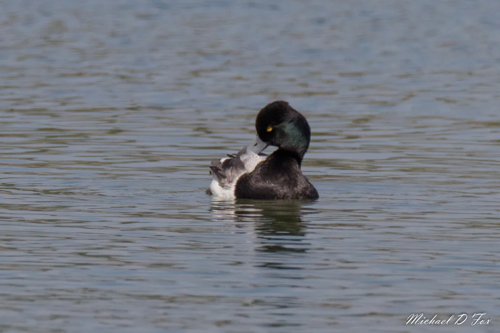 小潜鸭(Aythya affinis)