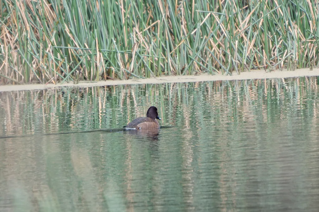 澳洲潜鸭(Aythya australis)