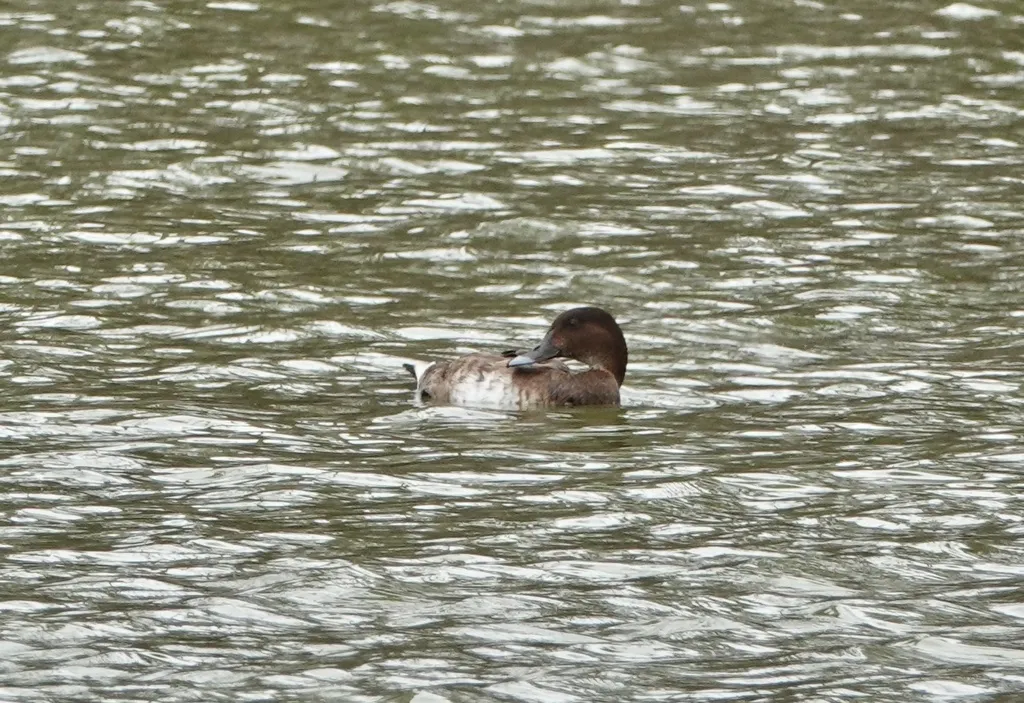 澳洲潜鸭(Aythya australis)