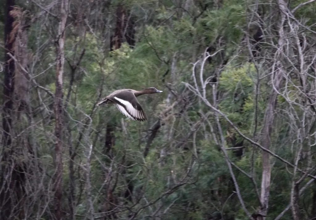 澳洲潜鸭(Aythya australis)