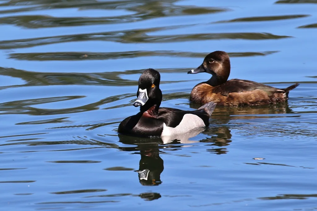 环颈潜鸭(Aythya collaris)