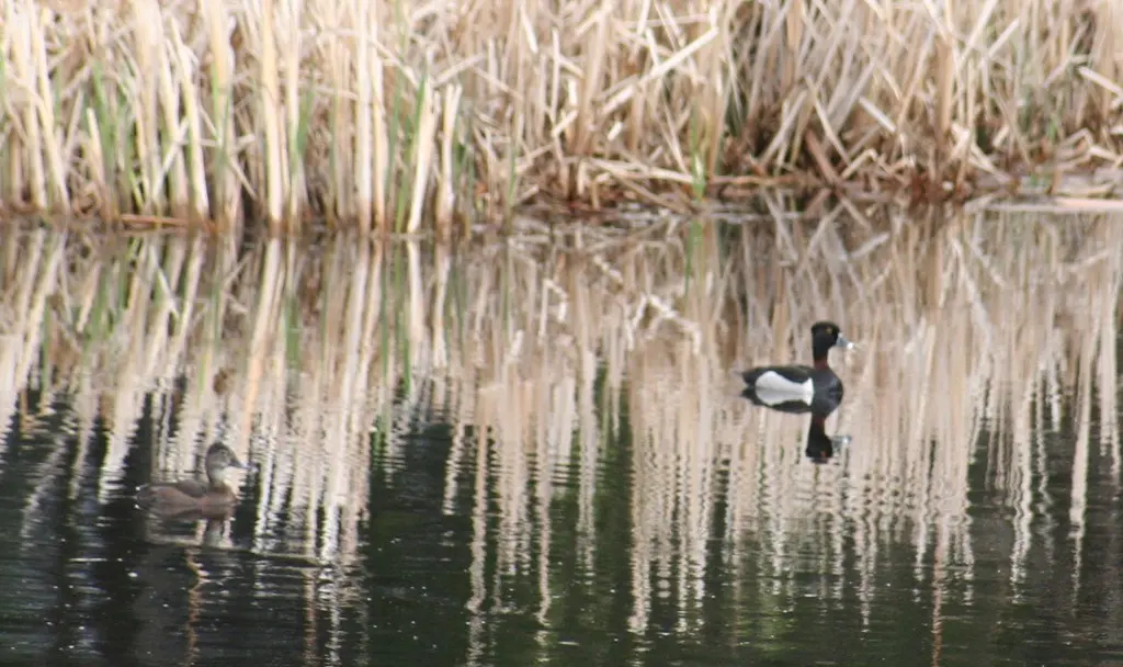环颈潜鸭(Aythya collaris)