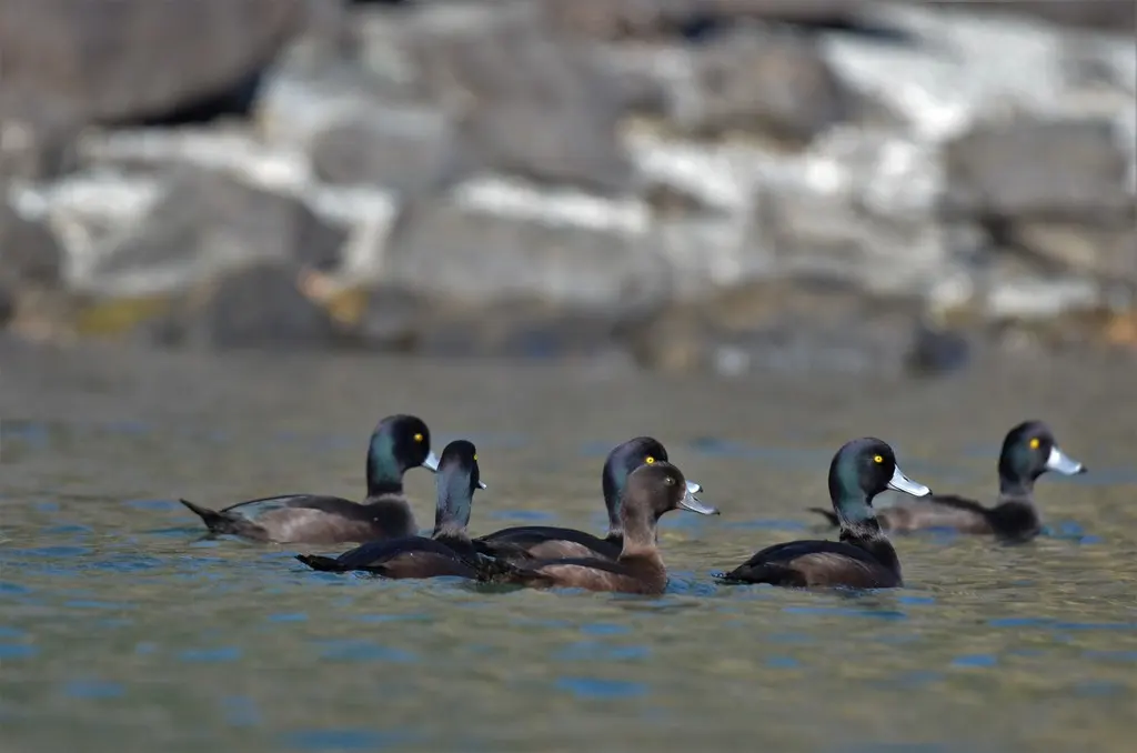新西兰潜鸭(Aythya novaeseelandiae)