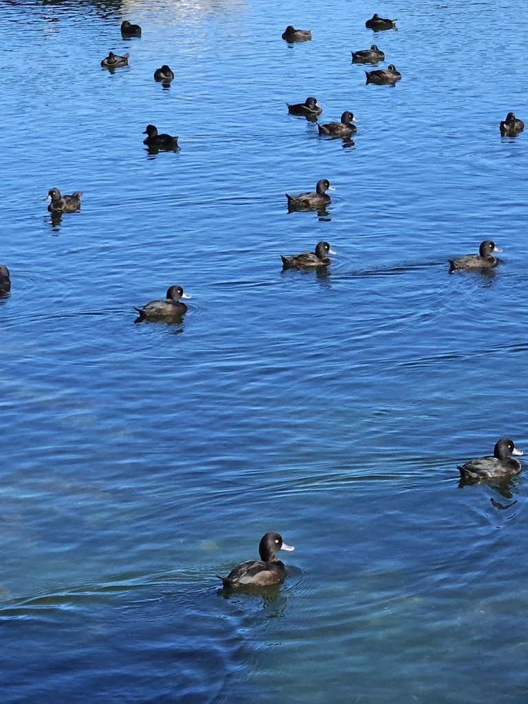 新西兰潜鸭(Aythya novaeseelandiae)