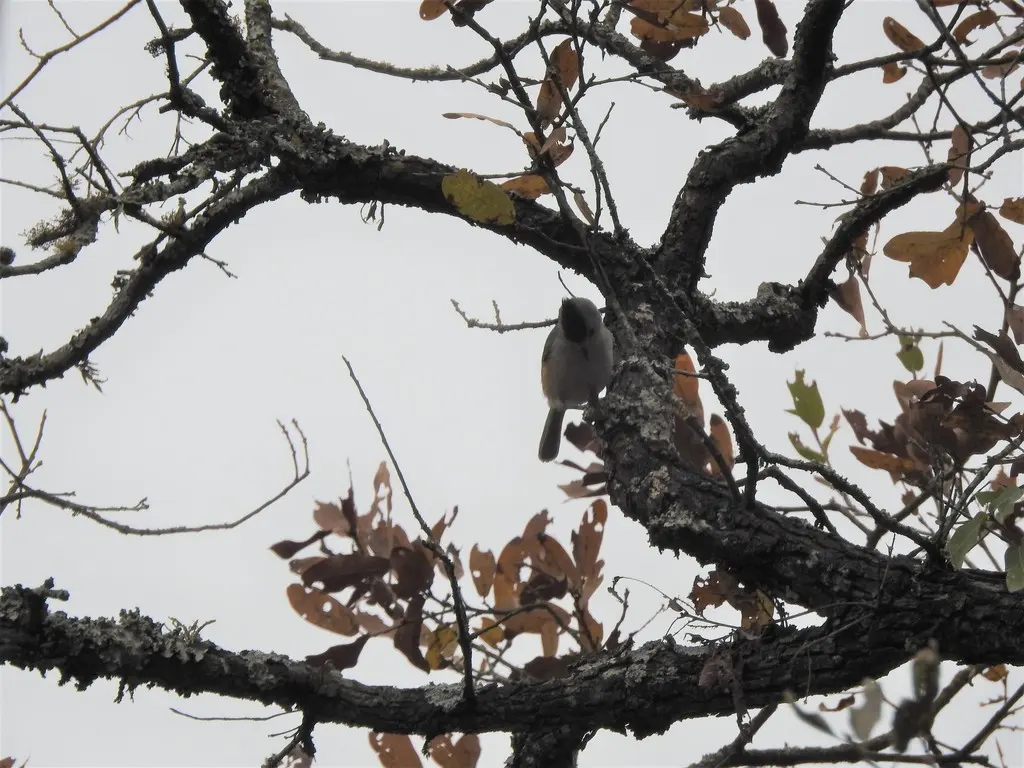 黑冠凤头山雀(Baeolophus atricristatus)