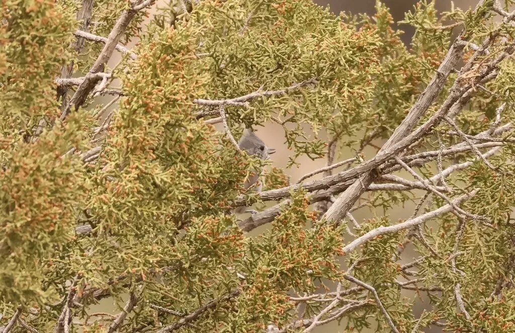 林山雀(Baeolophus ridgwayi)