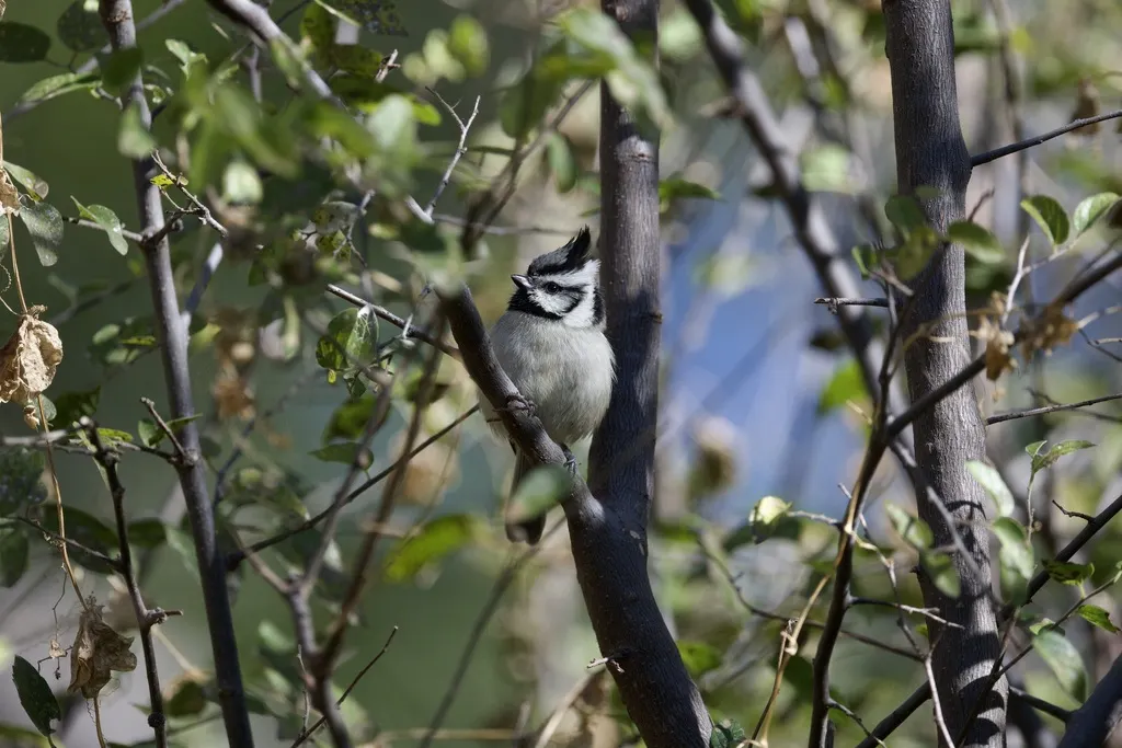 白眉冠山雀(Baeolophus wollweberi)