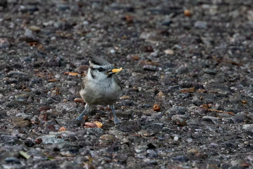 白眉冠山雀(Baeolophus wollweberi)