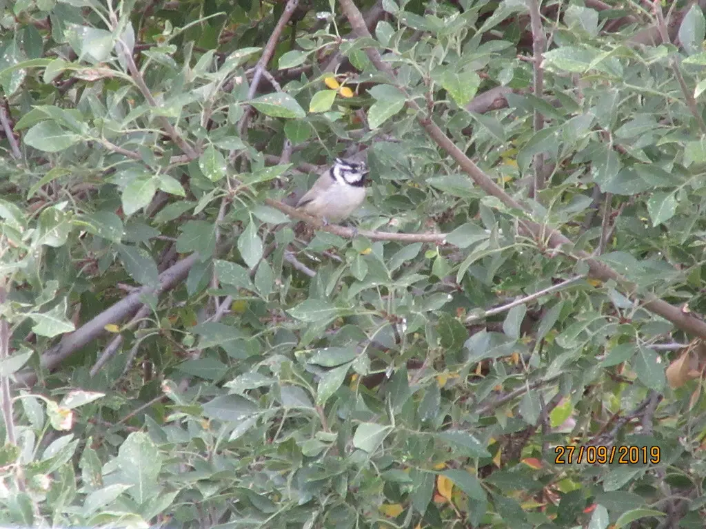白眉冠山雀(Baeolophus wollweberi)