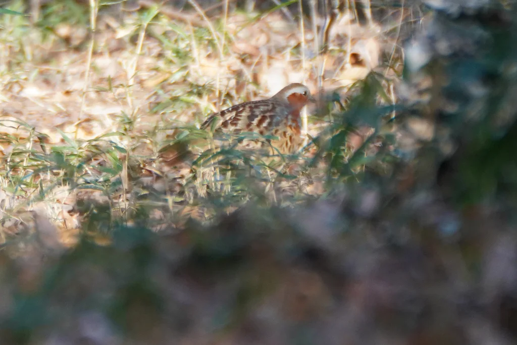 灰胸竹鸡(Bambusicola thoracicus)