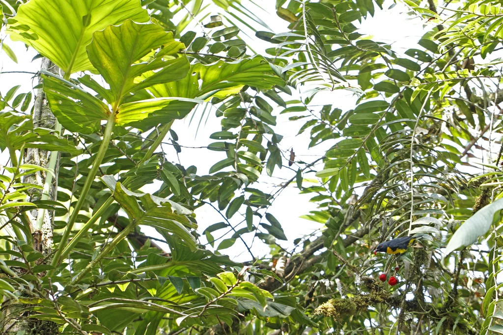 蓝黄唐纳雀(Bangsia arcaei)
