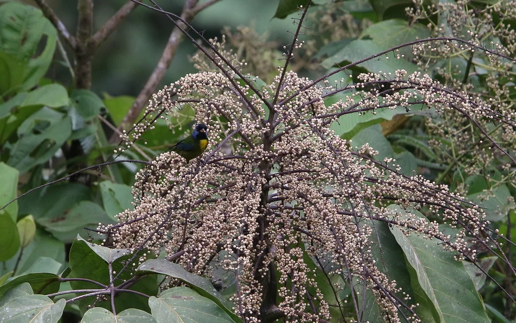 苔背唐纳雀(Bangsia edwardsi)