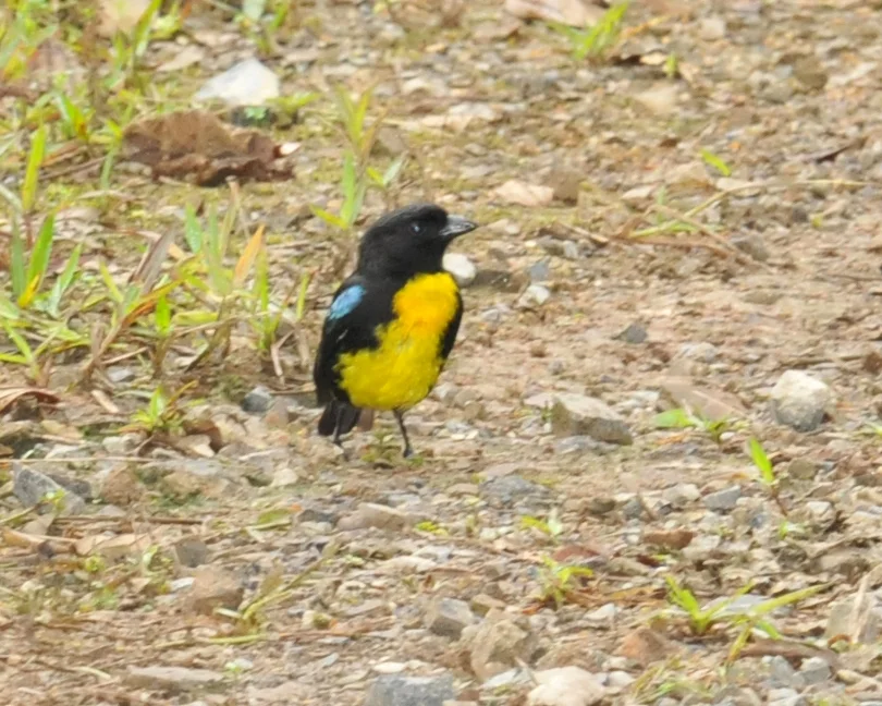 黑金唐纳雀(Bangsia melanochlamys)