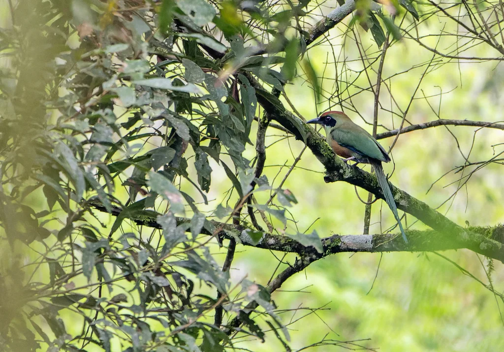 棕顶翠鴗(Baryphthengus ruficapillus)