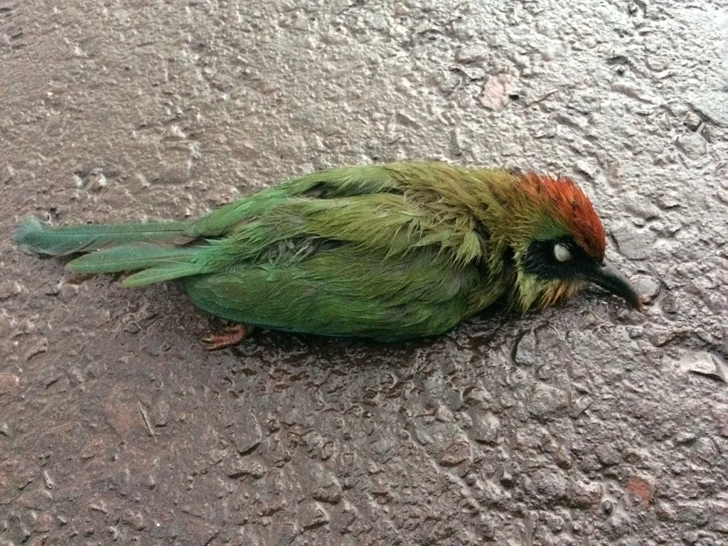 棕顶翠鴗(Baryphthengus ruficapillus)