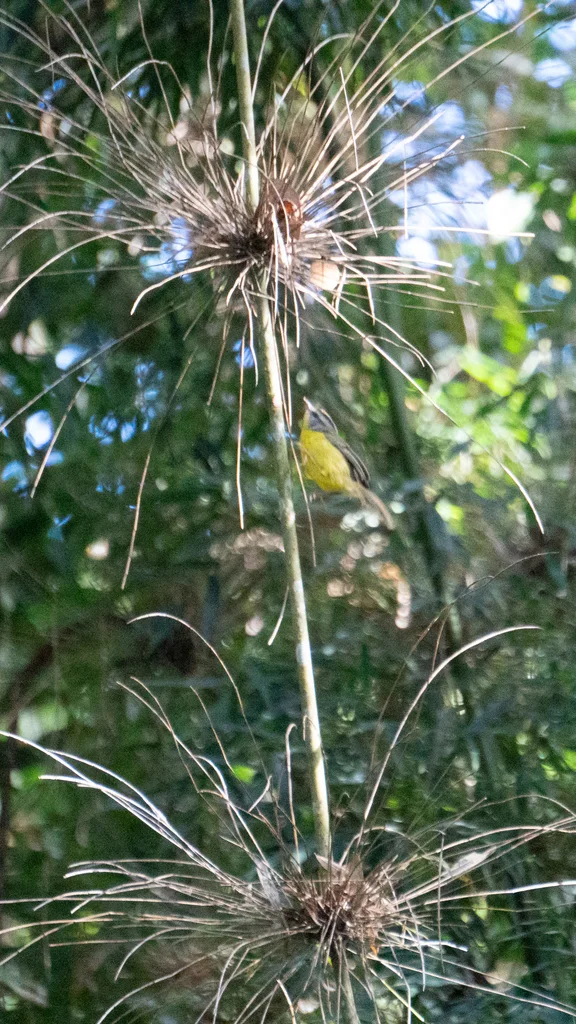 金冠王森莺(Basileuterus culicivorus)
