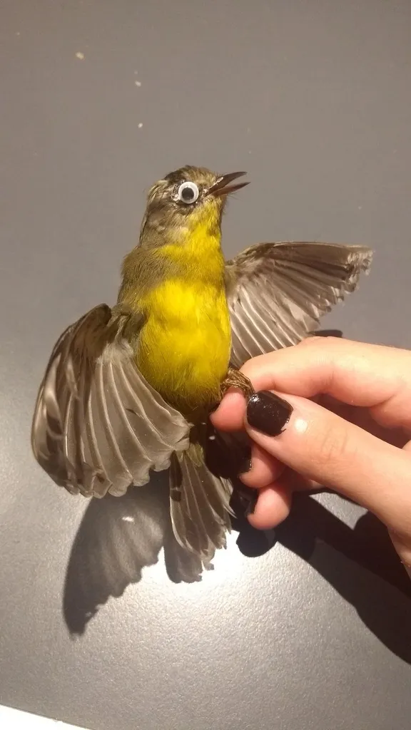 金冠王森莺(Basileuterus culicivorus)