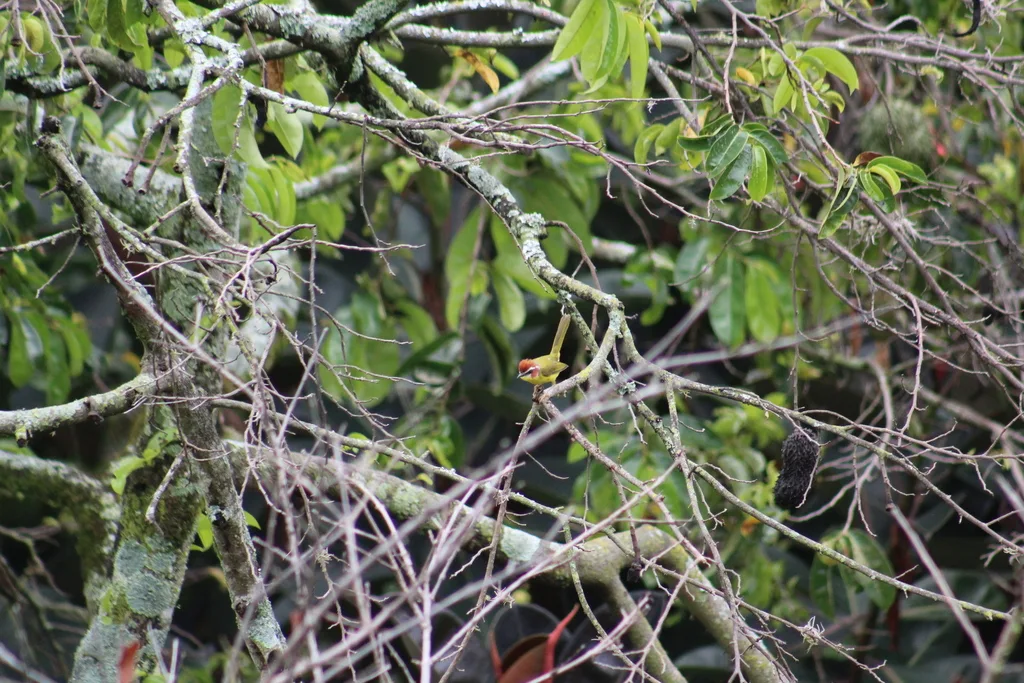 栗顶王森莺(Basileuterus delattrii)