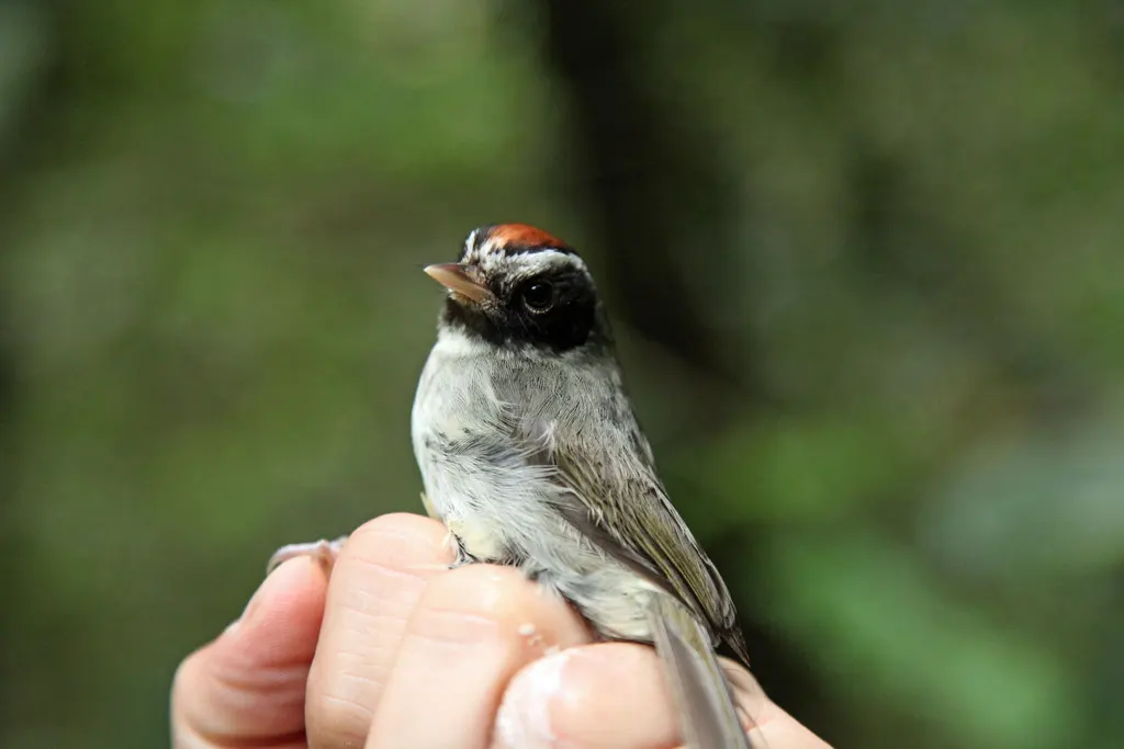 黑颊王森莺(Basileuterus melanogenys)