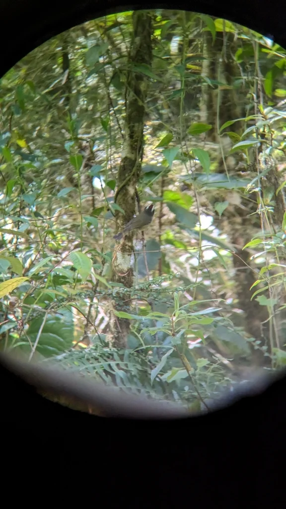 黑颊王森莺(Basileuterus melanogenys)