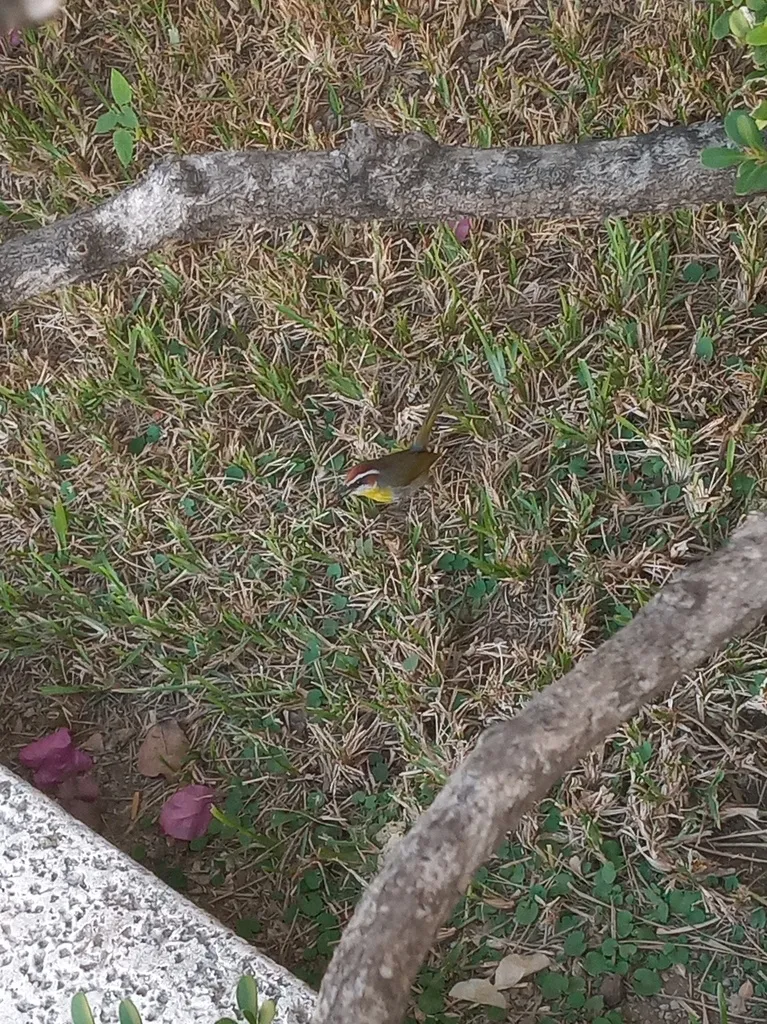 棕顶王森莺(Basileuterus rufifrons)