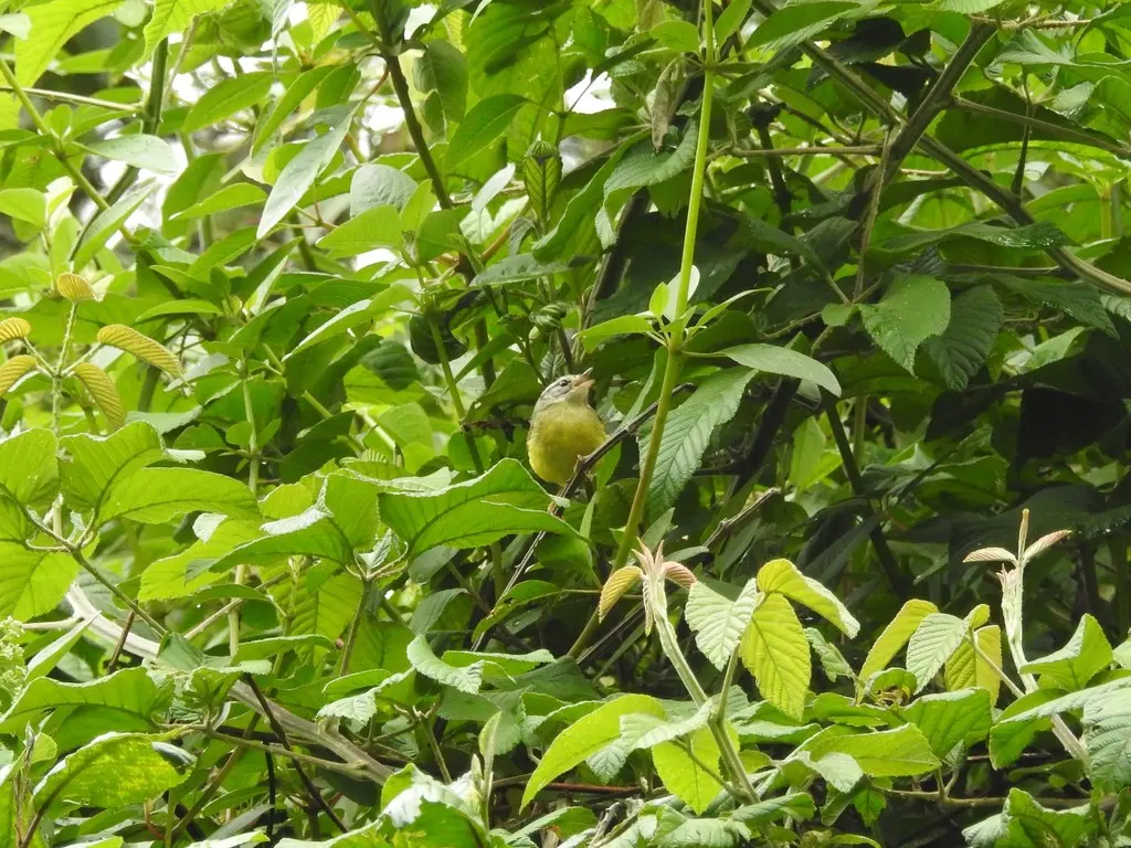 三斑王森莺(Basileuterus trifasciatus)