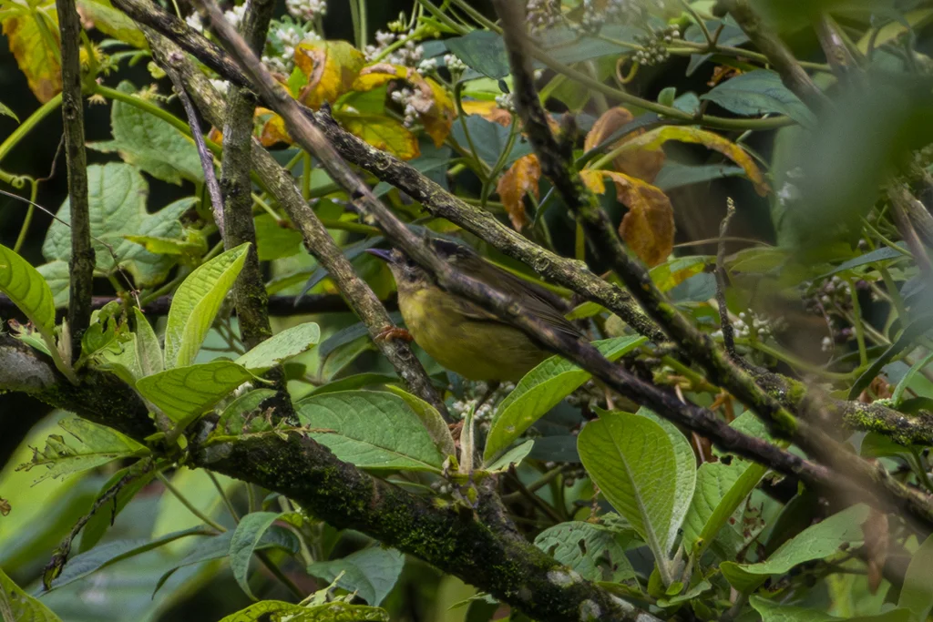 三纹王森莺(Basileuterus tristriatus)